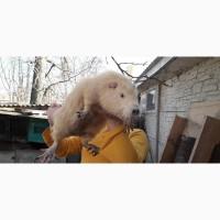 Продажа нутрій