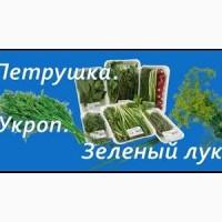Закупаем на постоянной основе свежую зелень лук укроп петрушка и.т.д
