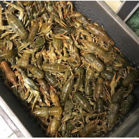Раки речные живые