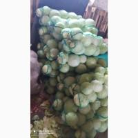 Продам капусту (Адаптор, Сторідор)