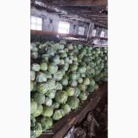 Продам капусту (Адаптор, Сторідор)