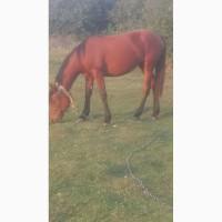 Продом молоду кобилу