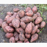 Продам картошку