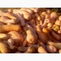 Продам тыкву сорта Арабатская и Новинка