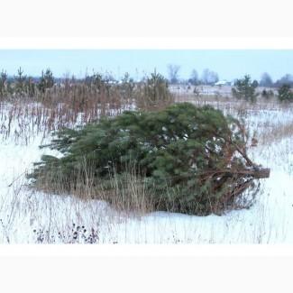 Продам новорічні сосни.Живые пушистые новогодние сосны