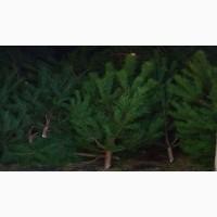 Продам новорічні сосни.Живые пушистые новогодние сосны