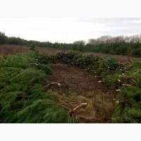 Продам новорічні сосни.Живые пушистые новогодние сосны