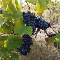Продам винаград тех.виних сортов