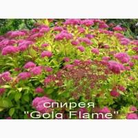 Спирея «Goldflame» декоративный кустарник