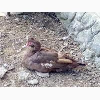 Продам семью мускусных уток