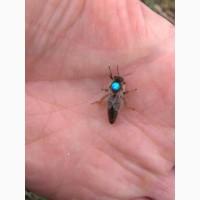 Бджоломатки Карніка F1 плідні