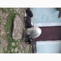 Продам в#039;єтнамських поросят
