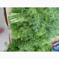 Укроп домашній хорошого качества