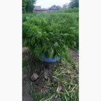 Укроп домашній хорошого качества
