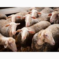 Продаються вівці ЛАКОН