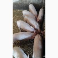 Продам поросята 1, 5 месячные