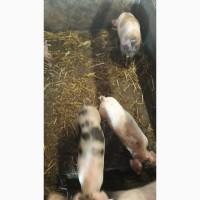 Продам поросята 1, 5 месячные