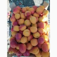 Абрикос из солнечной Малдовы