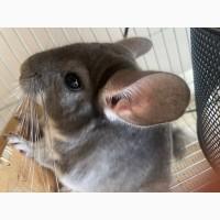 Шиншила хлопчик голубий діамант