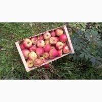 Продам яблука сорту чемпіон