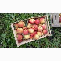 Продам яблука сорту чемпіон