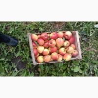 Продам яблука сорту чемпіон