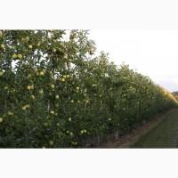 Продам яблука Екстра класу