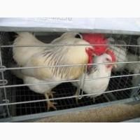 Продажа цыплята подрост