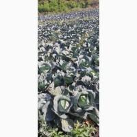 Продам гуртом капусту білокачанну Агресор відмінної якості для зберігання та шаткування