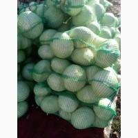Продам капусту сорт Агресор