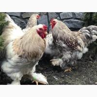 Інкубаційне яйце. Курчата, Брама блакитна, лавандова, помаранчева