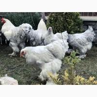 Інкубаційне яйце. Курчата, Брама блакитна, лавандова, помаранчева