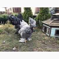 Інкубаційне яйце. Курчата, Брама блакитна, лавандова, помаранчева