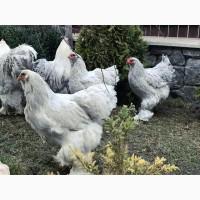 Інкубаційне яйце. Курчата, Брама блакитна, лавандова, помаранчева