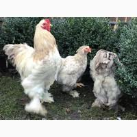 Інкубаційне яйце. Курчата, Брама блакитна, лавандова, помаранчева