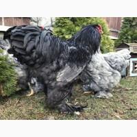 Інкубаційне яйце. Курчата, Брама блакитна, лавандова, помаранчева