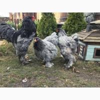 Інкубаційне яйце. Курчата, Брама блакитна, лавандова, помаранчева