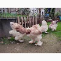 Інкубаційне яйце, птиця, курчата, Брама - лососева, колумбія, блакитне золото