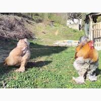 Інкубаційне яйце, птиця, курчата, Брама - лососева, колумбія, блакитне золото