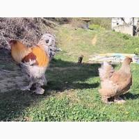 Інкубаційне яйце, птиця, курчата, Брама - лососева, колумбія, блакитне золото