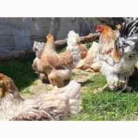 Інкубаційне яйце, птиця, курчата, Брама - лососева, колумбія, блакитне золото