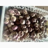 Продам часник