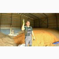 Продаю кукурудзу фасовану