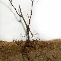 Саджанці винограду Арні - 2-річний