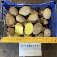 Продам Насінєву картоплю 2 Репродукції Мікадо. Сорая, Юніверса, Децібел