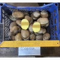 Продам Насінєву картоплю 2 Репродукції Мікадо. Сорая, Юніверса, Децібел