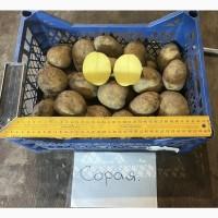 Продам Насінєву картоплю 2 Репродукції Мікадо. Сорая, Юніверса, Децібел