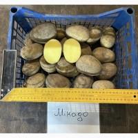 Продам Насінєву картоплю 2 Репродукції Мікадо. Сорая, Юніверса, Децібел