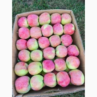 Продам яблука Пірос