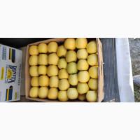 Продам яблука Лігольд. Еліза. Голден. Пінова